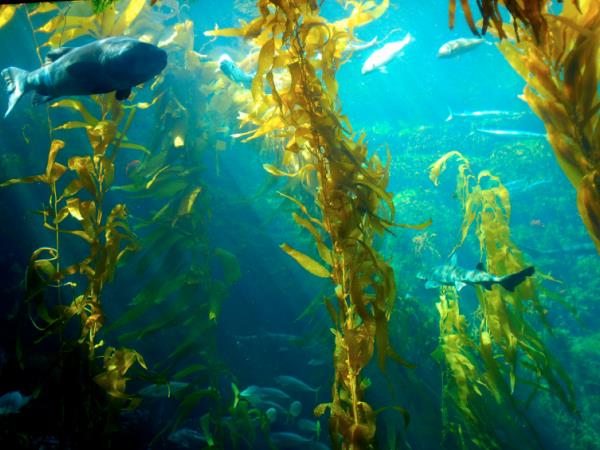 Kelp, jod kompleks - da vam ščitnica in hormoni bolje delajo